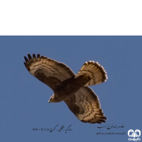 گونه سارگپه جنگلی European Honey Buzzard